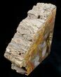 Small Petrified Wood Bookends - Madagascar #6480-2